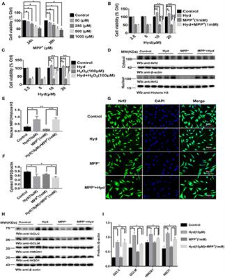 Hydralazine Protects Nigrostriatal Dopaminergic Neurons From MPP+ and MPTP Induced Neurotoxicity: Roles of Nrf2-ARE Signaling Pathway